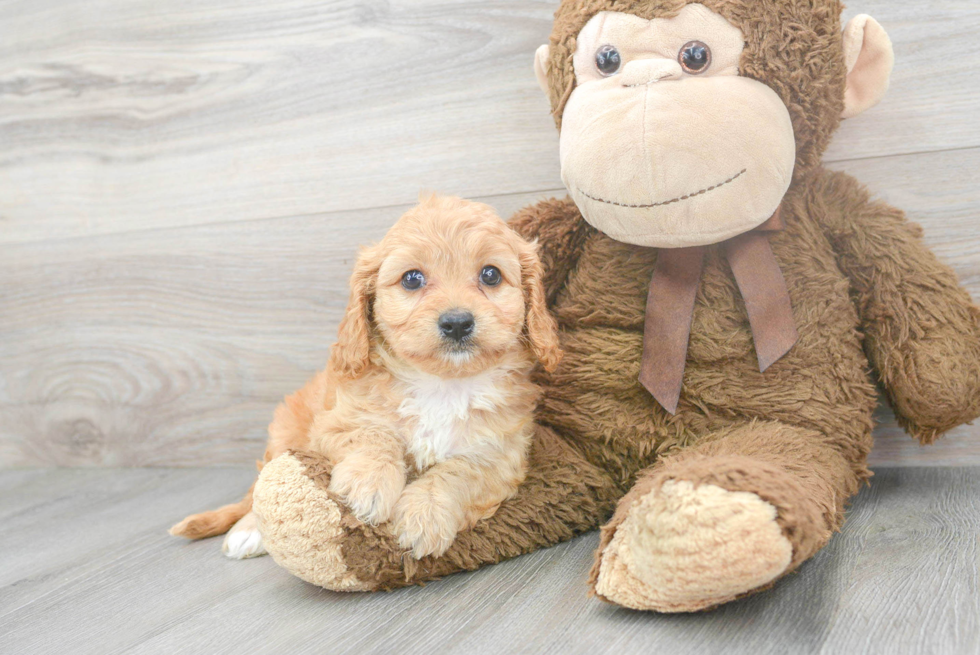 Cavapoo Puppy for Adoption