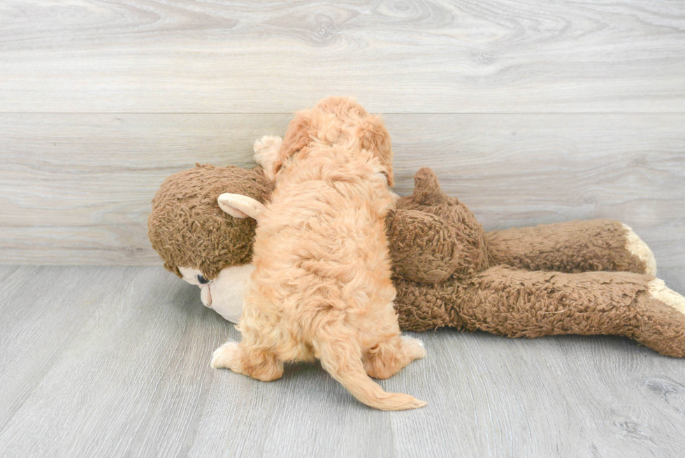 Cavapoo Pup Being Cute