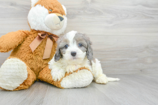 Cute Cavapoo Baby