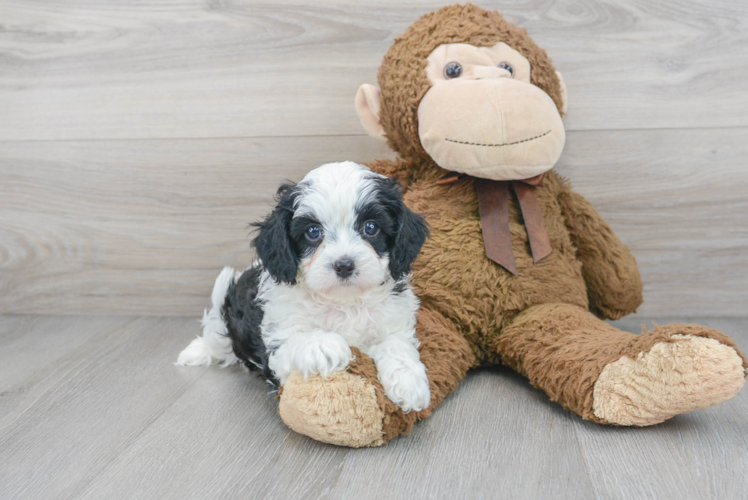 Little Cavoodle Poodle Mix Puppy