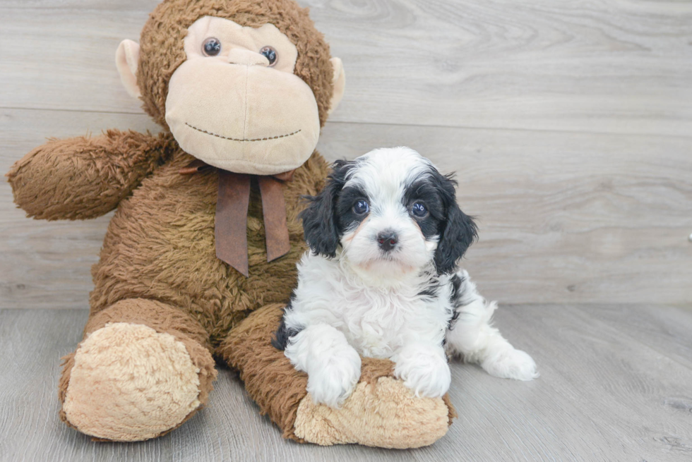 Little Cavoodle Poodle Mix Puppy