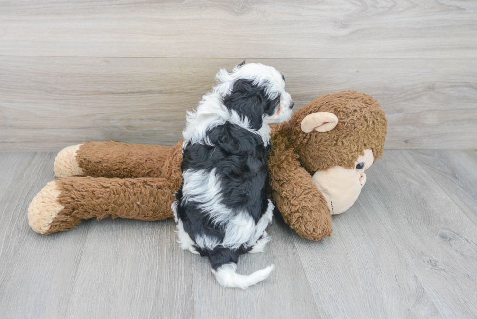 Hypoallergenic Cavoodle Poodle Mix Puppy