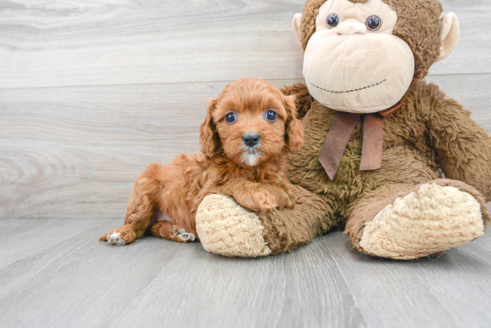 Best Cavapoo Baby