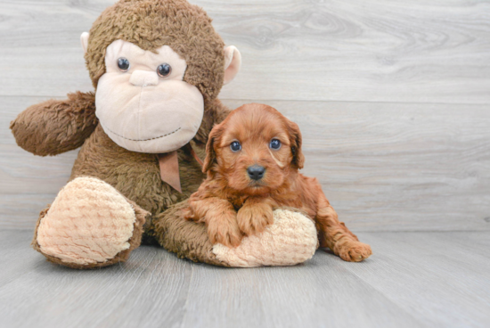 Cavapoo Pup Being Cute