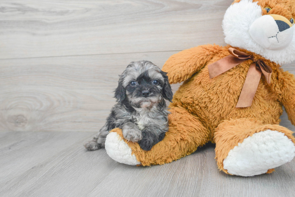 Cavapoo Puppy for Adoption