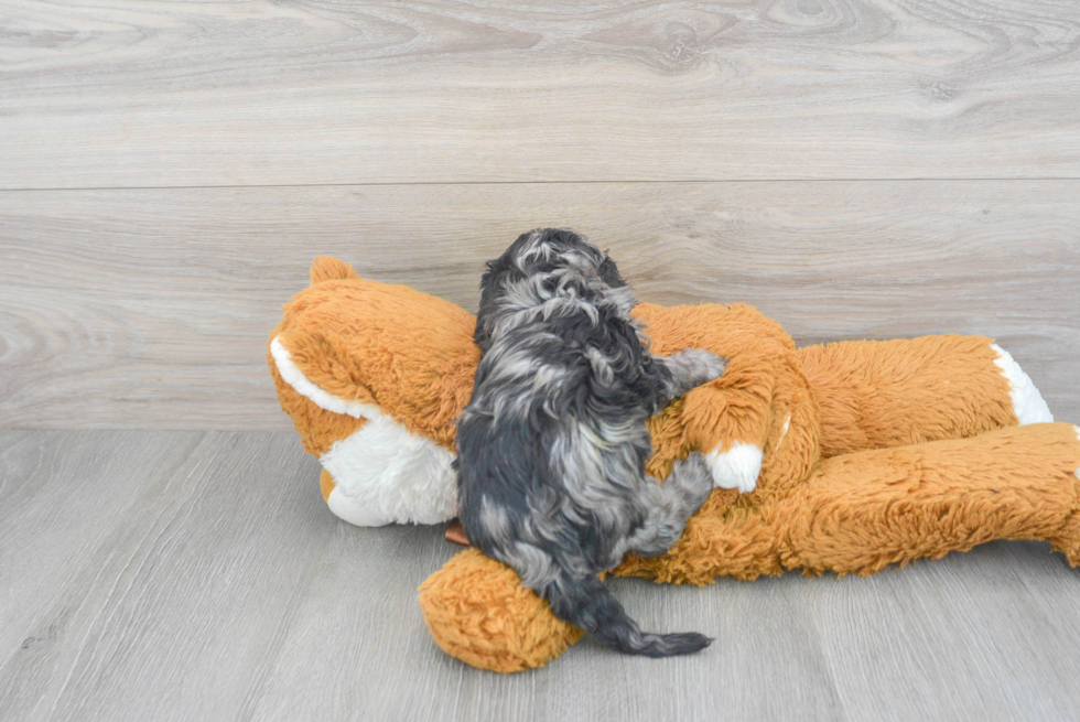 Petite Cavapoo Poodle Mix Pup