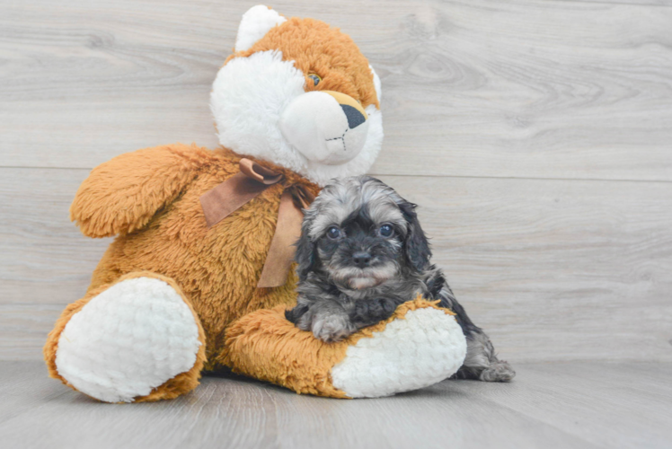 Cute Cavapoo Baby