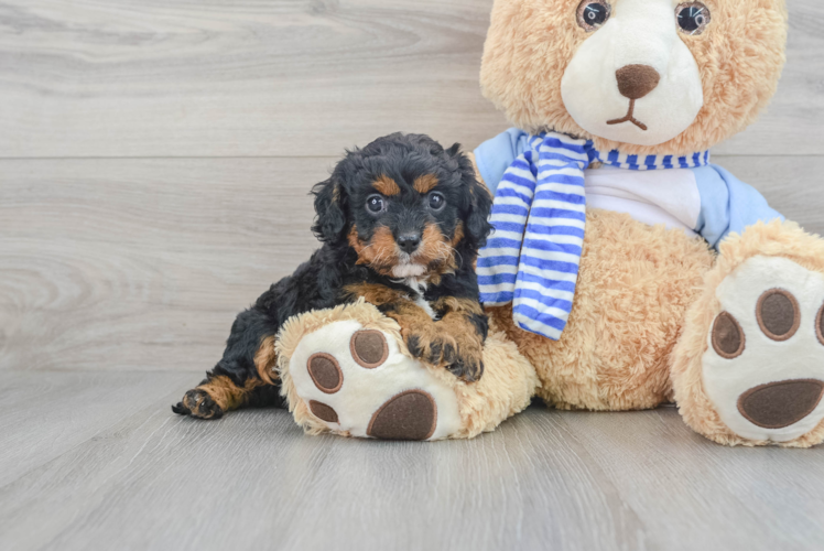 Funny Cavapoo Poodle Mix Pup