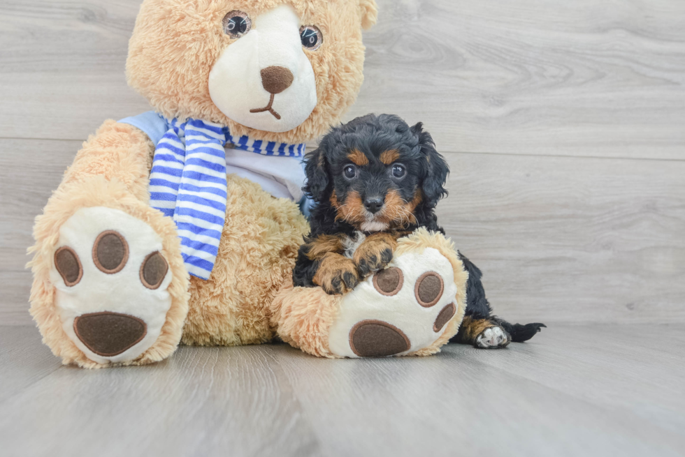 Cavapoo Pup Being Cute