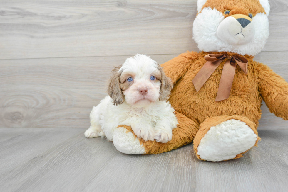 Smart Cavapoo Poodle Mix Pup