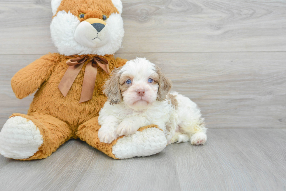 Popular Cavapoo Poodle Mix Pup