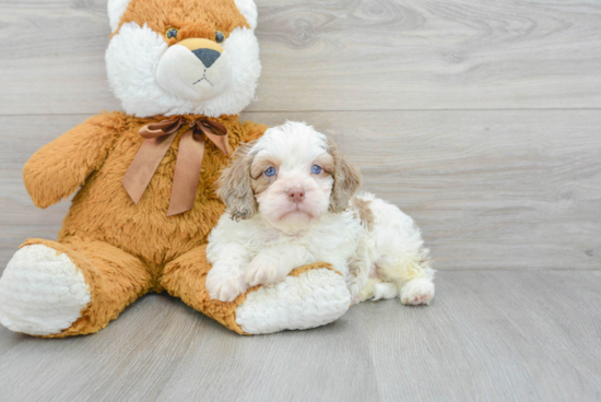 Popular Cavapoo Poodle Mix Pup