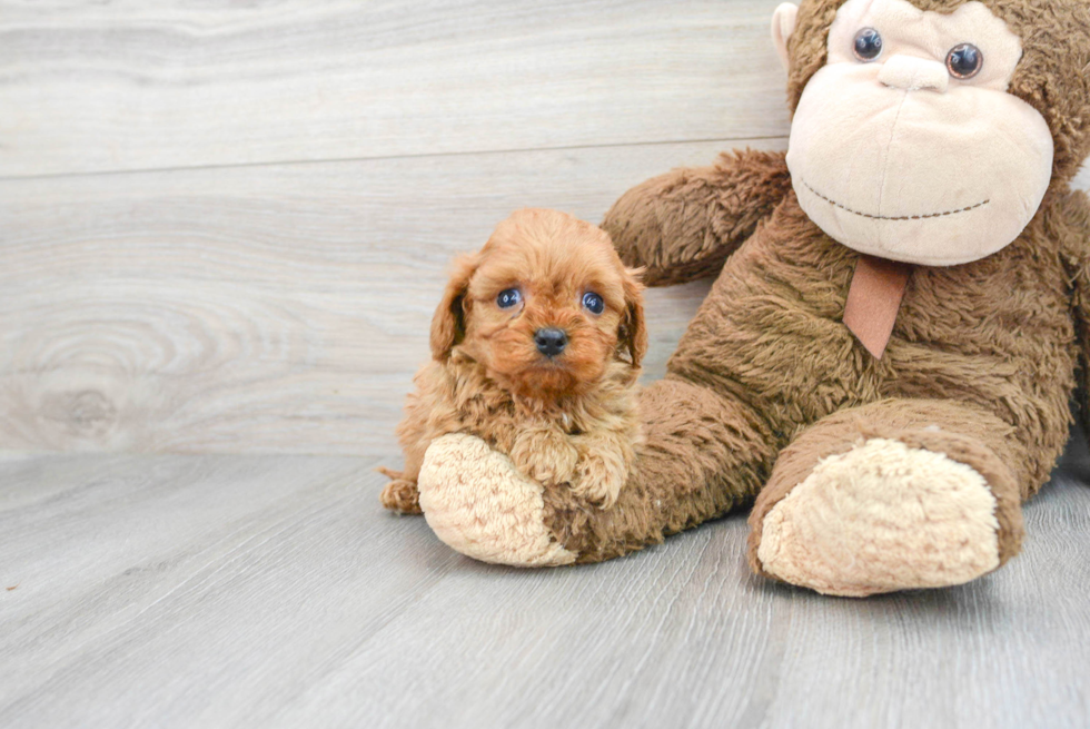 Best Cavapoo Baby