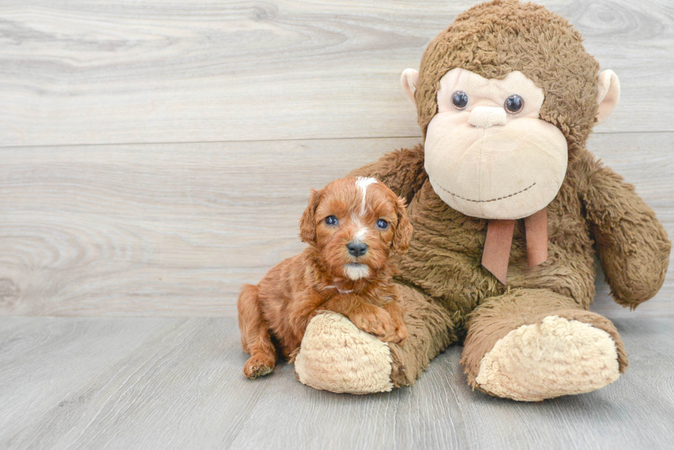 Friendly Cavapoo Baby