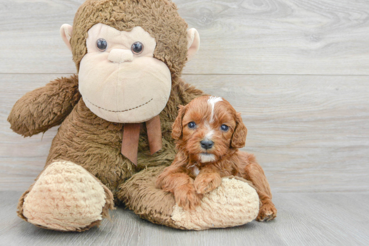 Best Cavapoo Baby