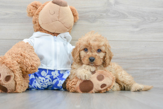 Best Cavapoo Baby