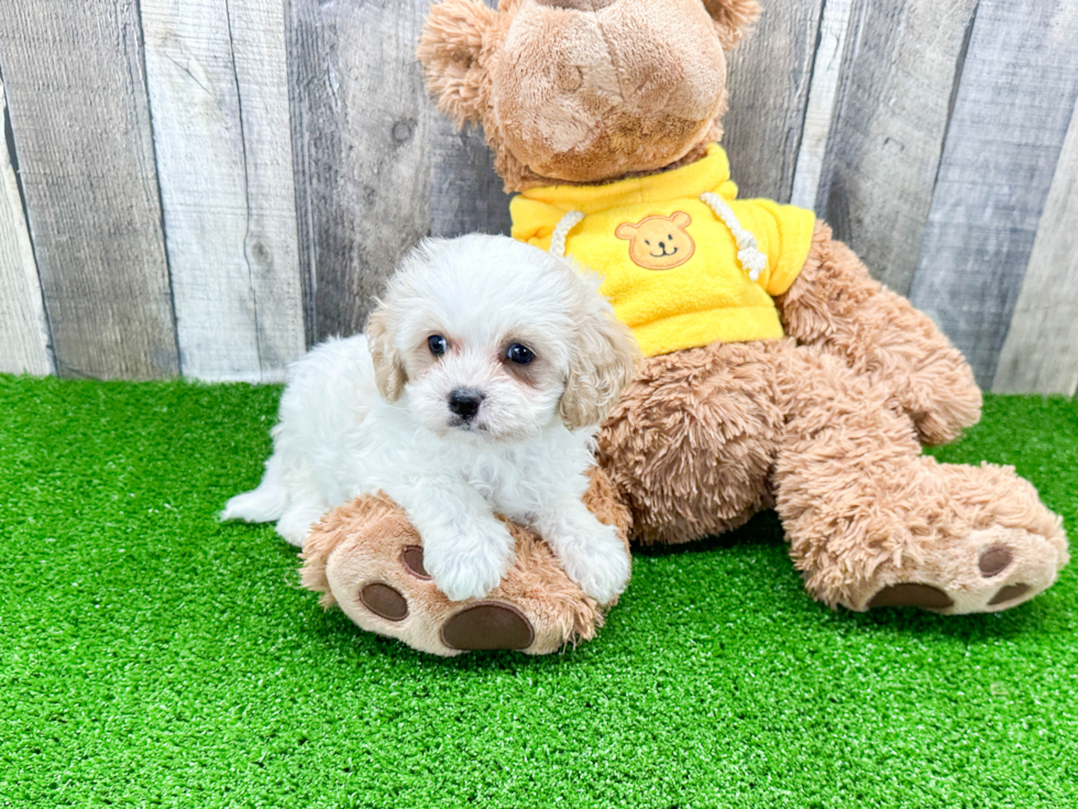 Adorable Cavoodle Poodle Mix Puppy