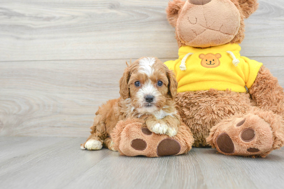 Little Cavoodle Poodle Mix Puppy