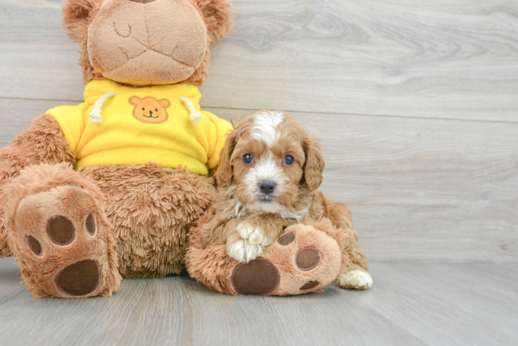 Playful Cavoodle Poodle Mix Puppy