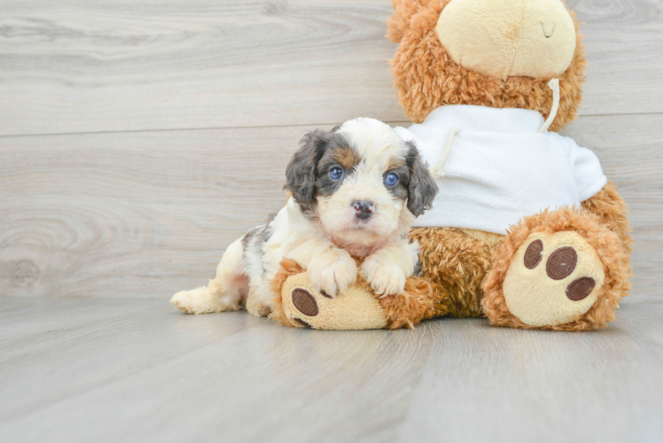Adorable Cavoodle Poodle Mix Puppy