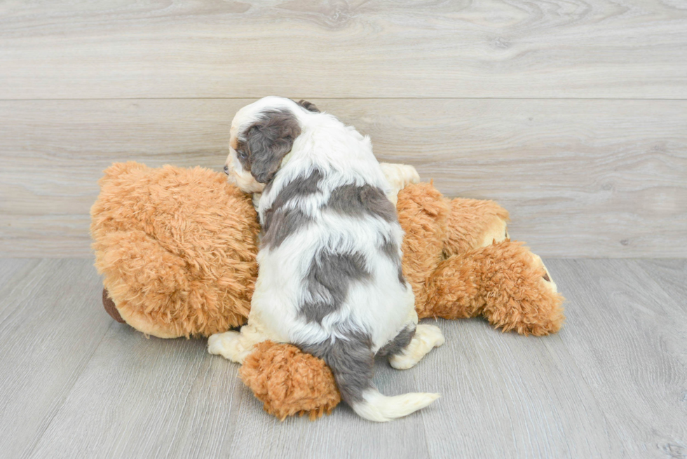 Small Cavapoo Baby
