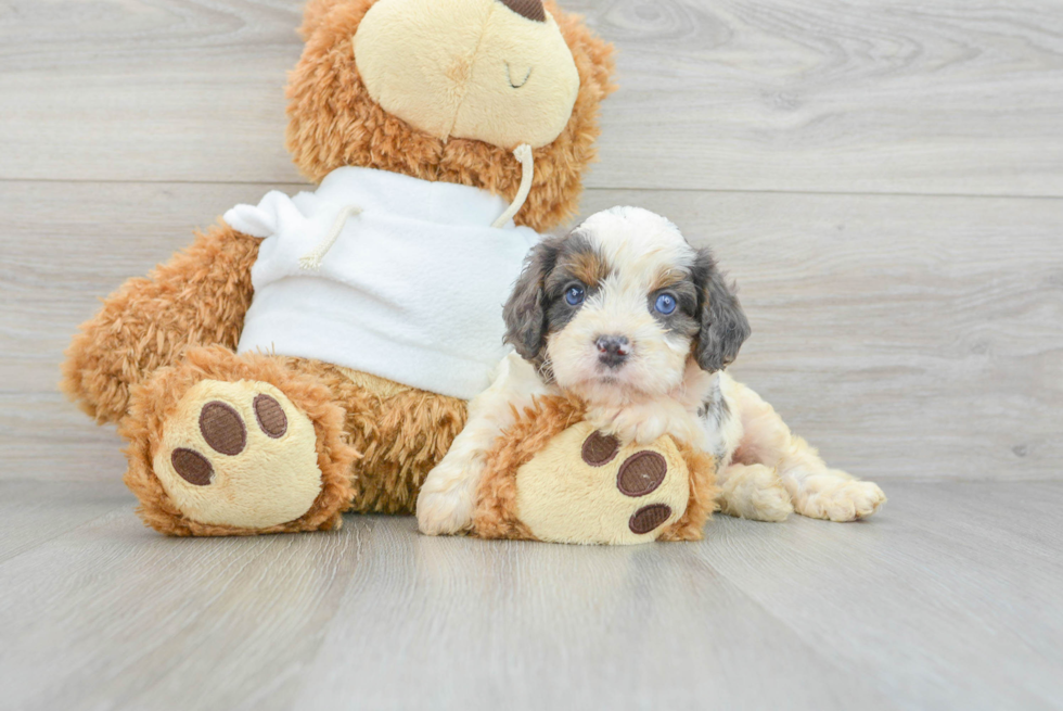 Little Cavoodle Poodle Mix Puppy