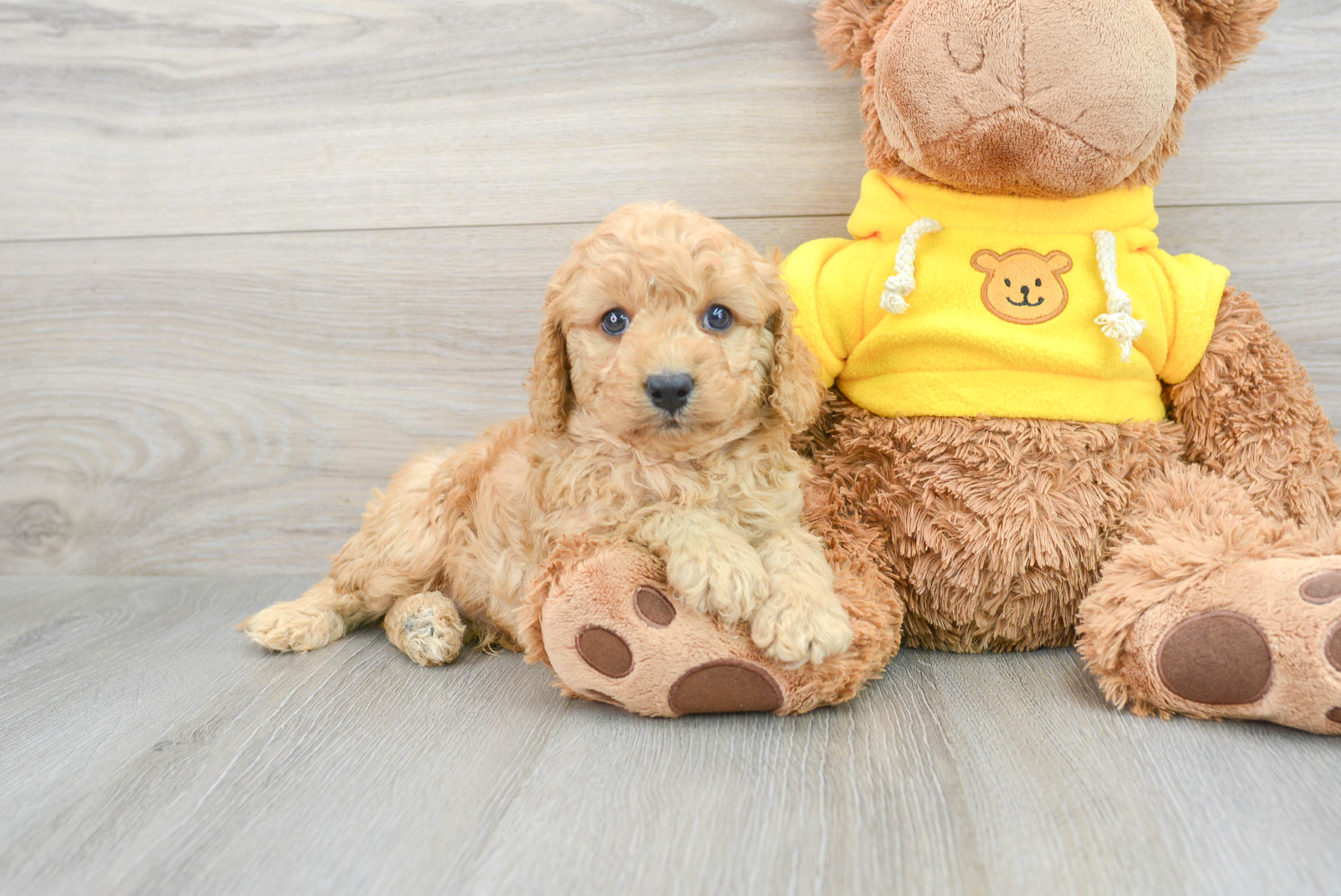 Best Cavapoo Baby