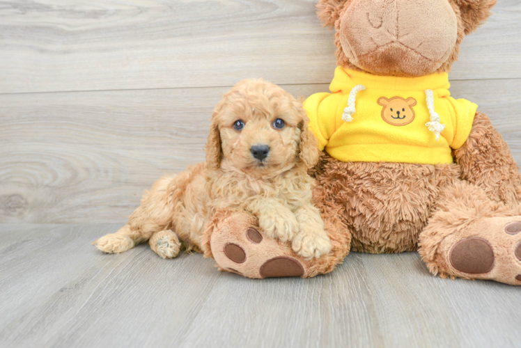 Best Cavapoo Baby