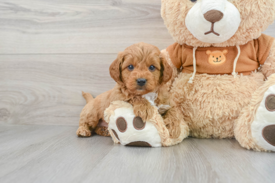 Cavapoo Puppy for Adoption