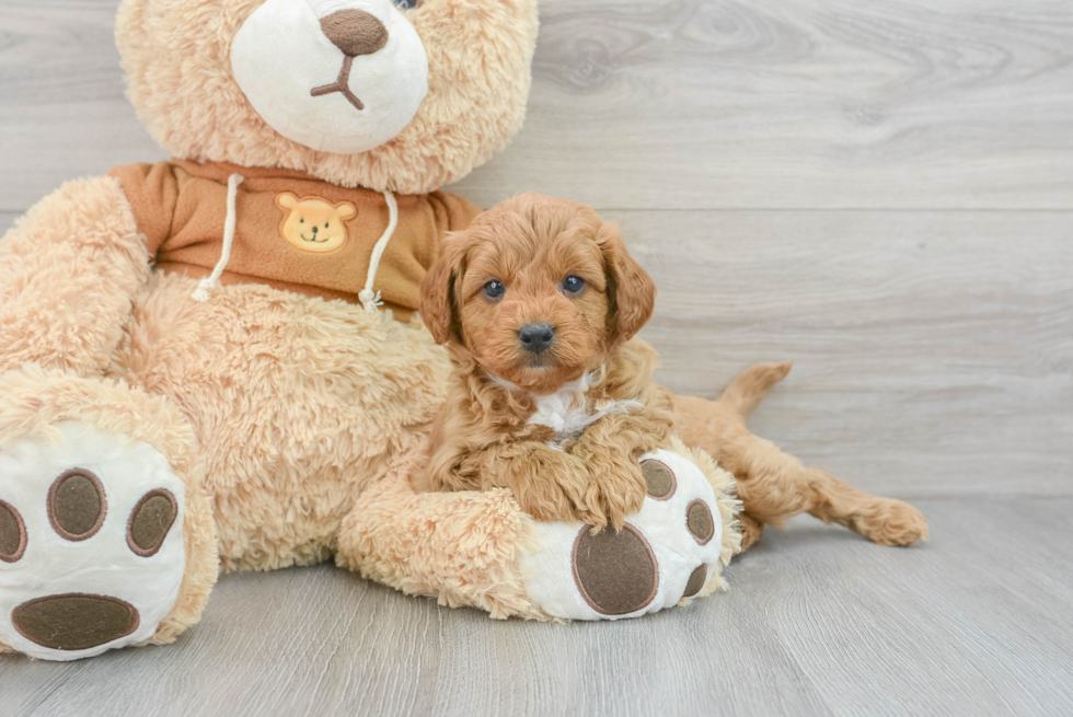 Cavapoo Pup Being Cute