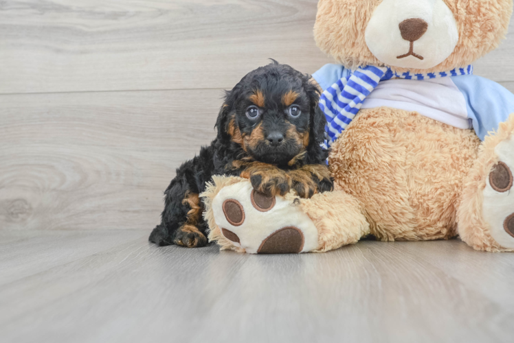Cavapoo Pup Being Cute
