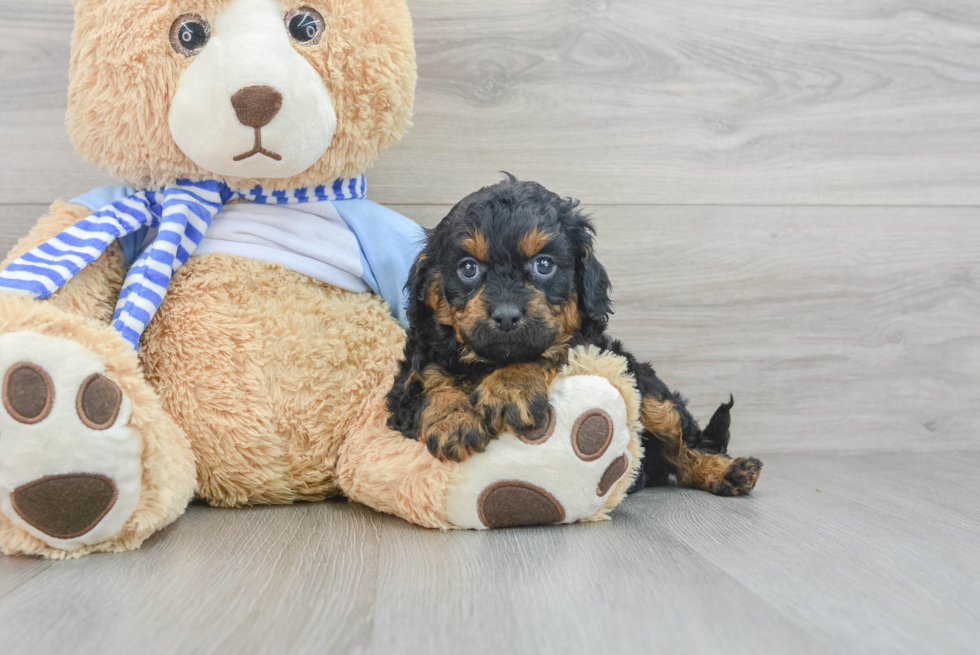 Cavapoo Puppy for Adoption