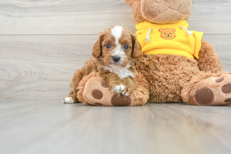 Best Cavapoo Baby