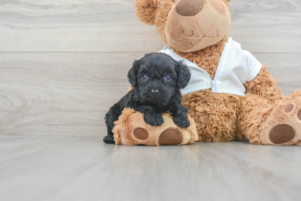Best Cavapoo Baby