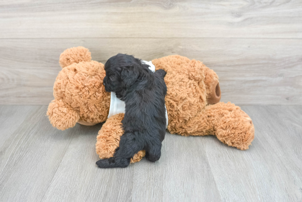 Adorable Cavapoo Fido: 2lb 14oz Doodle Puppy