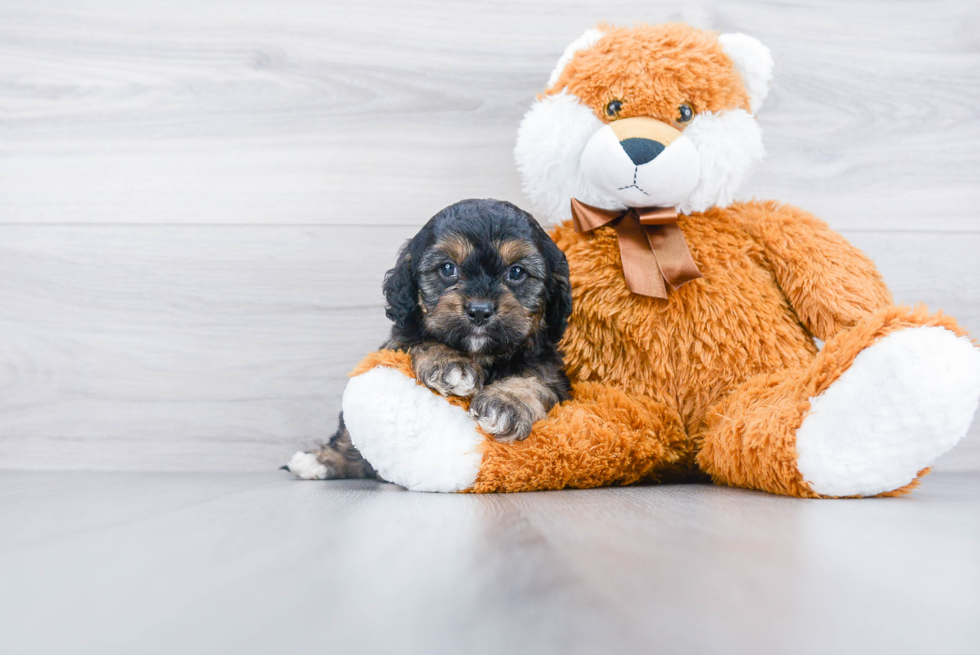 Friendly Cavapoo Baby