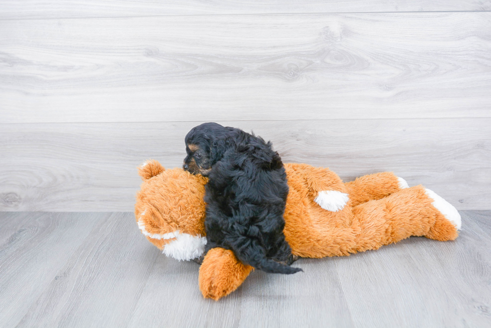 Best Cavapoo Baby