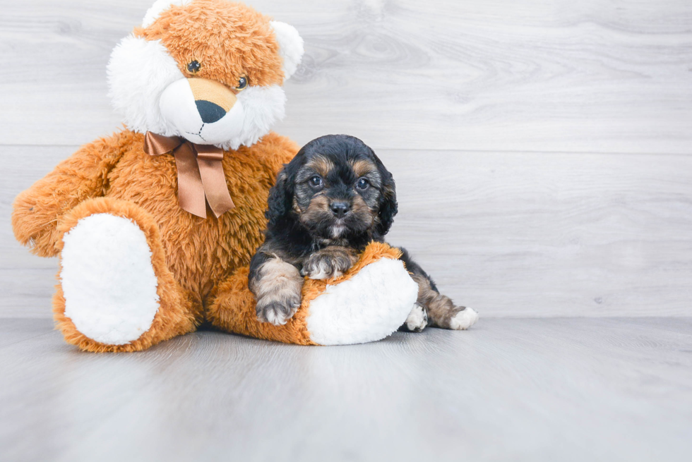 Best Cavapoo Baby