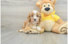 Cavapoo Puppy for Adoption