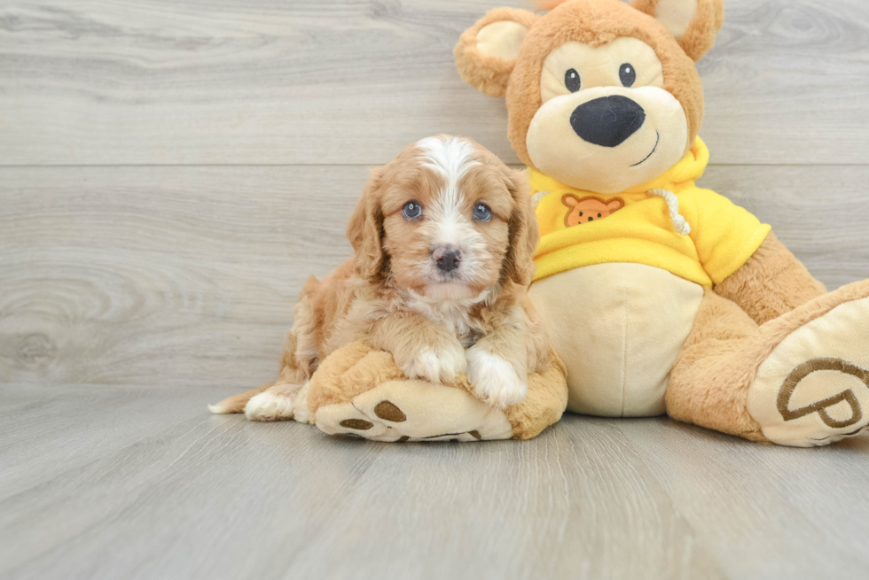 Cavapoo Puppy for Adoption