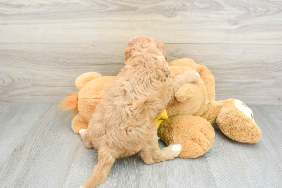 Friendly Cavapoo Baby