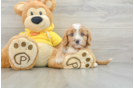 Cavapoo Pup Being Cute