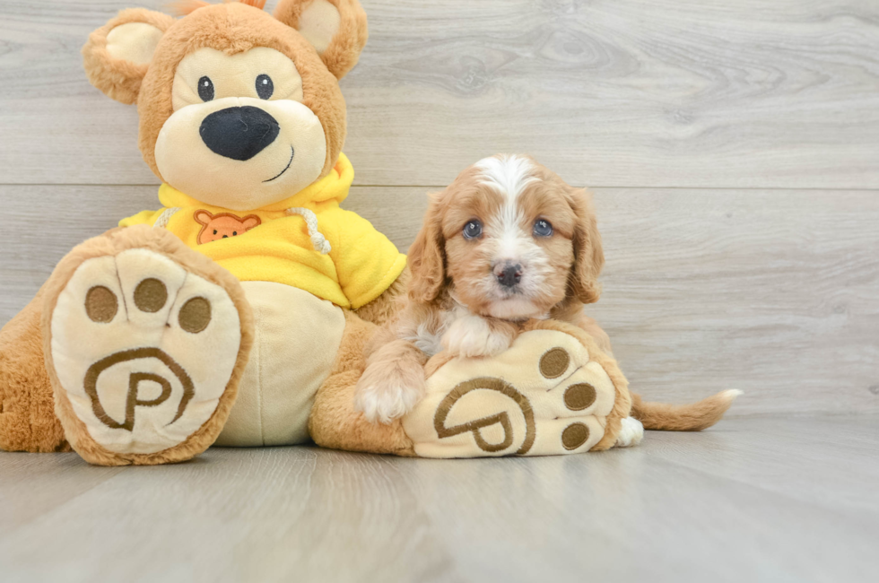 8 week old Cavapoo Puppy For Sale - Premier Pups