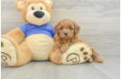 Sweet Cavapoo Baby