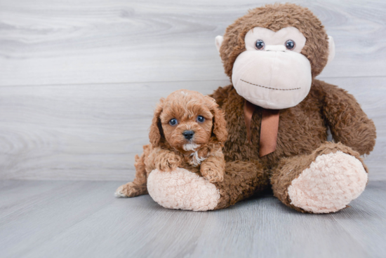 Best Cavapoo Baby