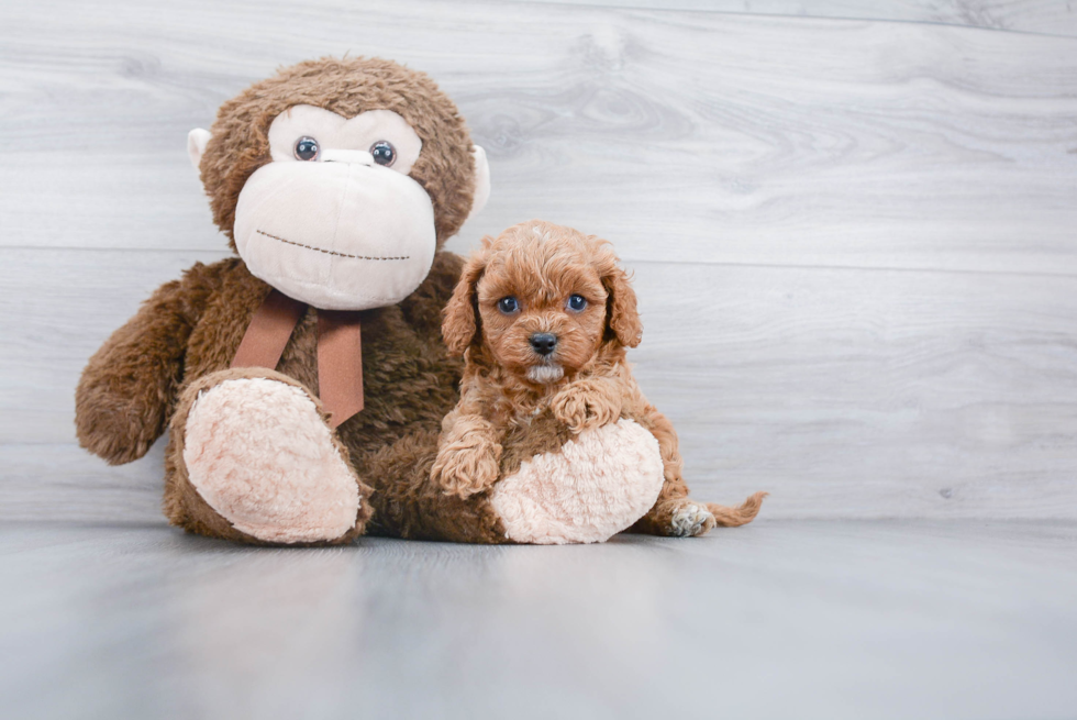 Best Cavapoo Baby