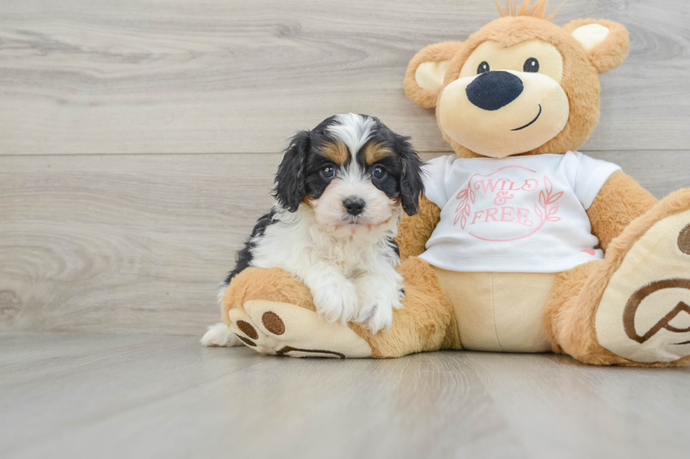 Fluffy Cavapoo Poodle Mix Pup