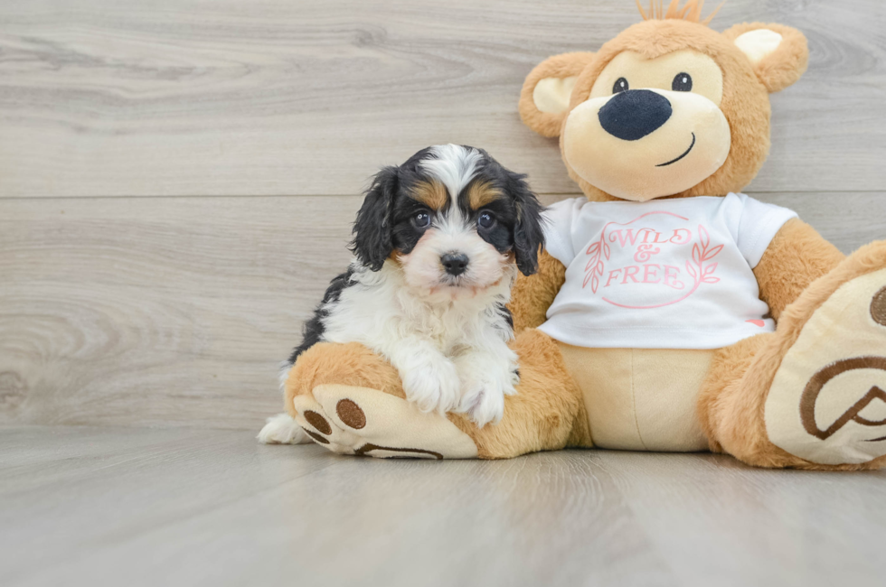 6 week old Cavapoo Puppy For Sale - Premier Pups