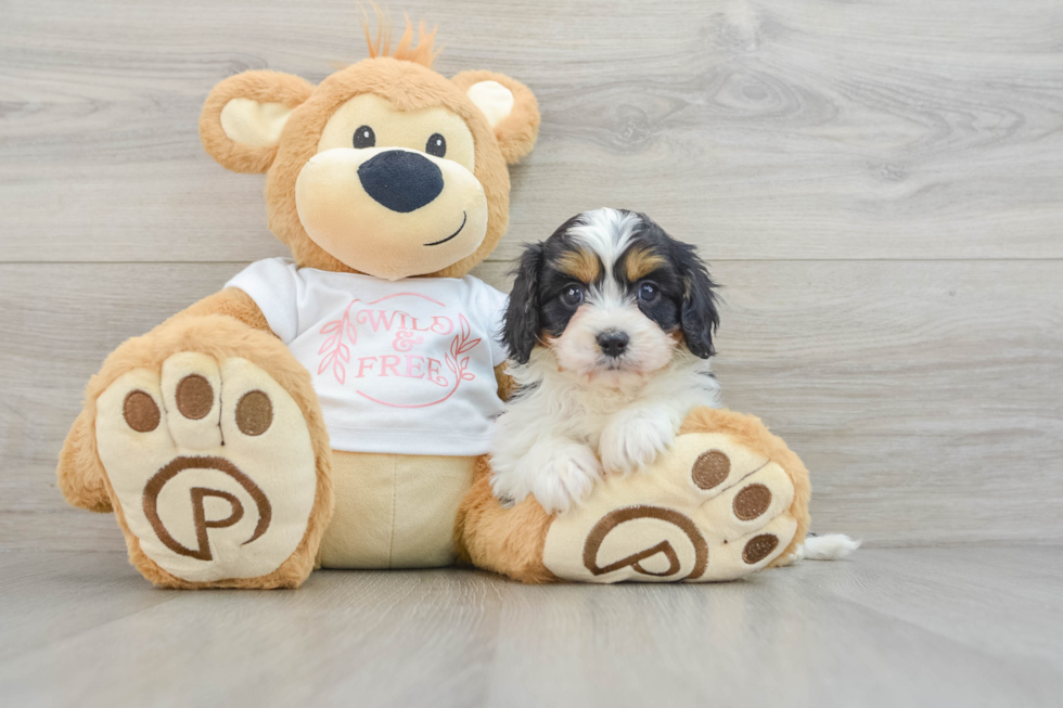 Funny Cavapoo Poodle Mix Pup