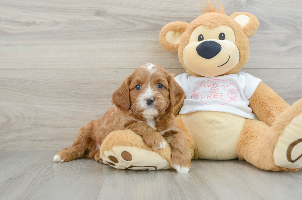 5 week old Cavapoo Puppy For Sale - Premier Pups